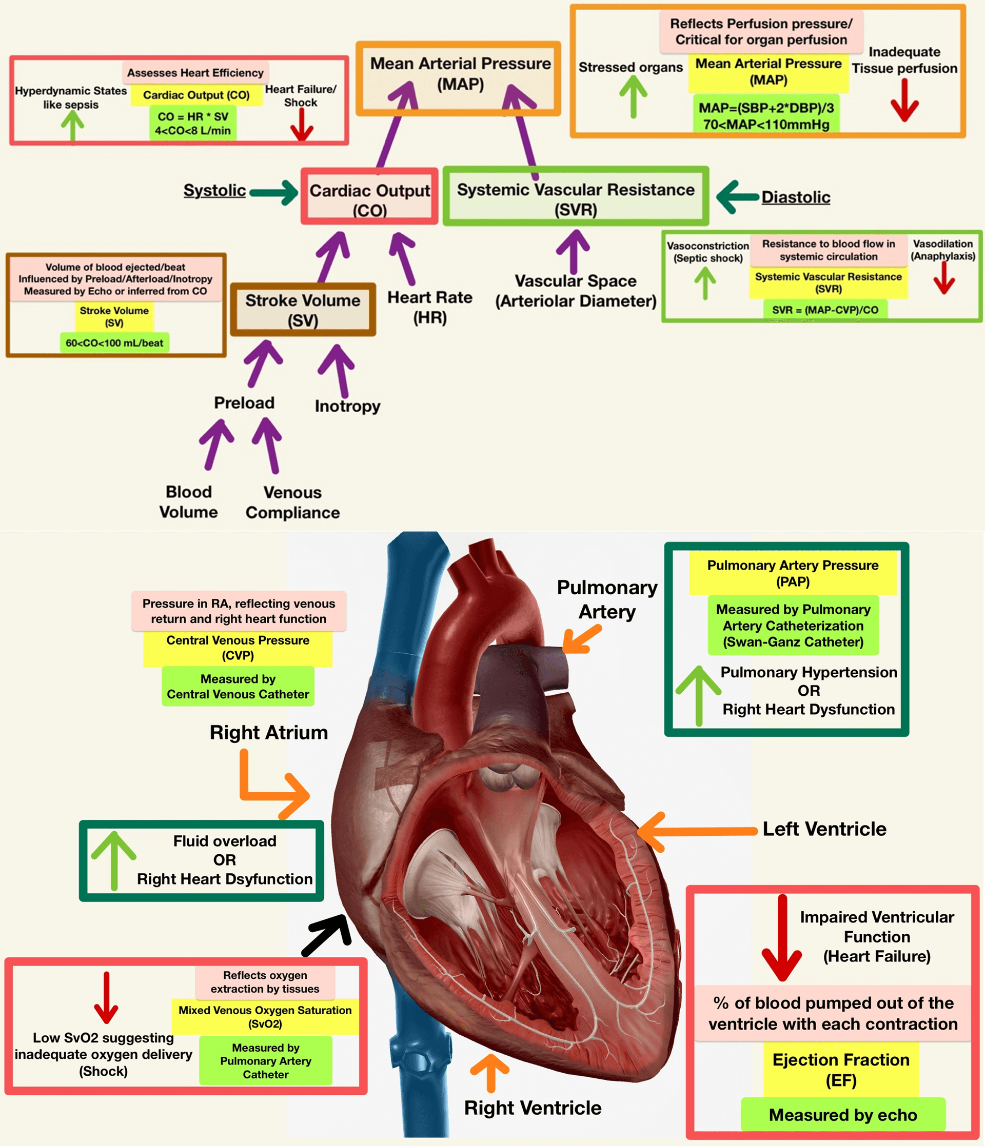 Hemodynamic Interpretation